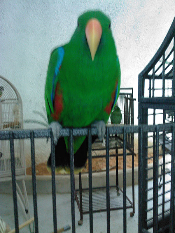 Red Sided Eclectus Parrot